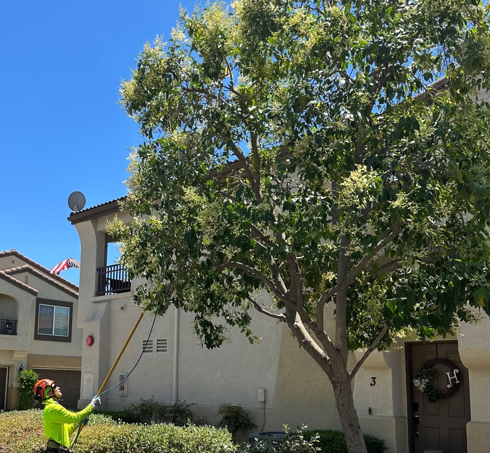 Trimming and Prunning 2 Gardeners cutting branches and twigs of trees